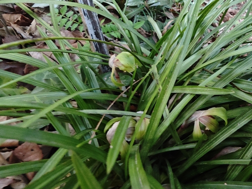 Noble Orchid (Cymbidium goeringii)
