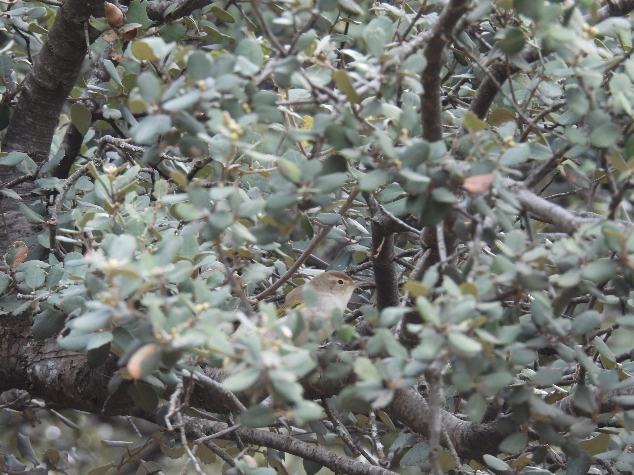 Western Bonelli's Warbler (Phylloscopus bonelli), photo 6