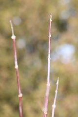 Acer negundo violaceum