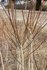 Acer negundo violaceum