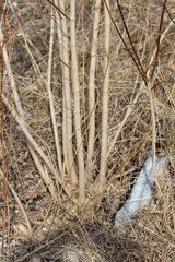 Acer negundo violaceum