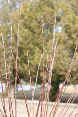 Acer negundo violaceum