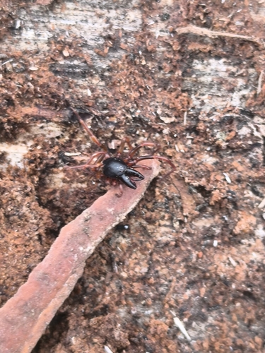 Dysdera