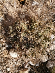 Grusonia