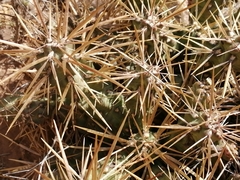 Grusonia