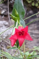 Gentianella cosmantha