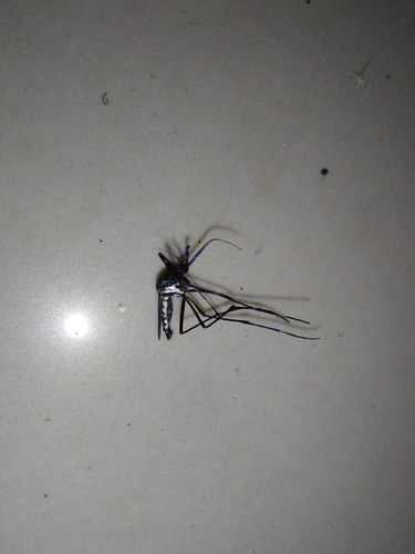 Toxorhynchites brevipalpis, 2026-04-11