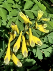 Corydalis heterocarpa, photograph (c) Rainer Breitling, some rights reserved (CC BY)