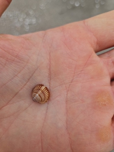 Acanthocardia tuberculata
