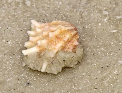 Arcinella cornuta