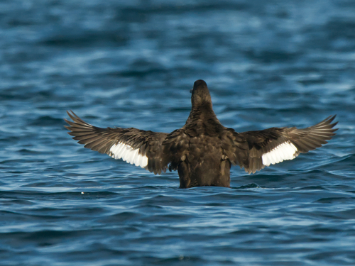 Velvet Scoter, photo 10 of 10