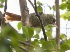 Cranioleuca subcristata