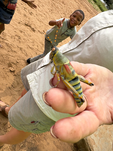Elegant grasshopper