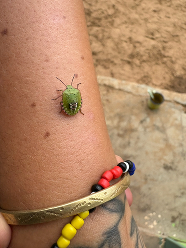 Southern Green Stink Bug