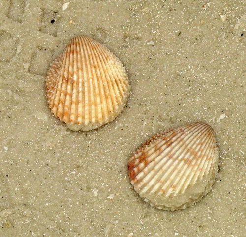 Florida Prickly Cockle