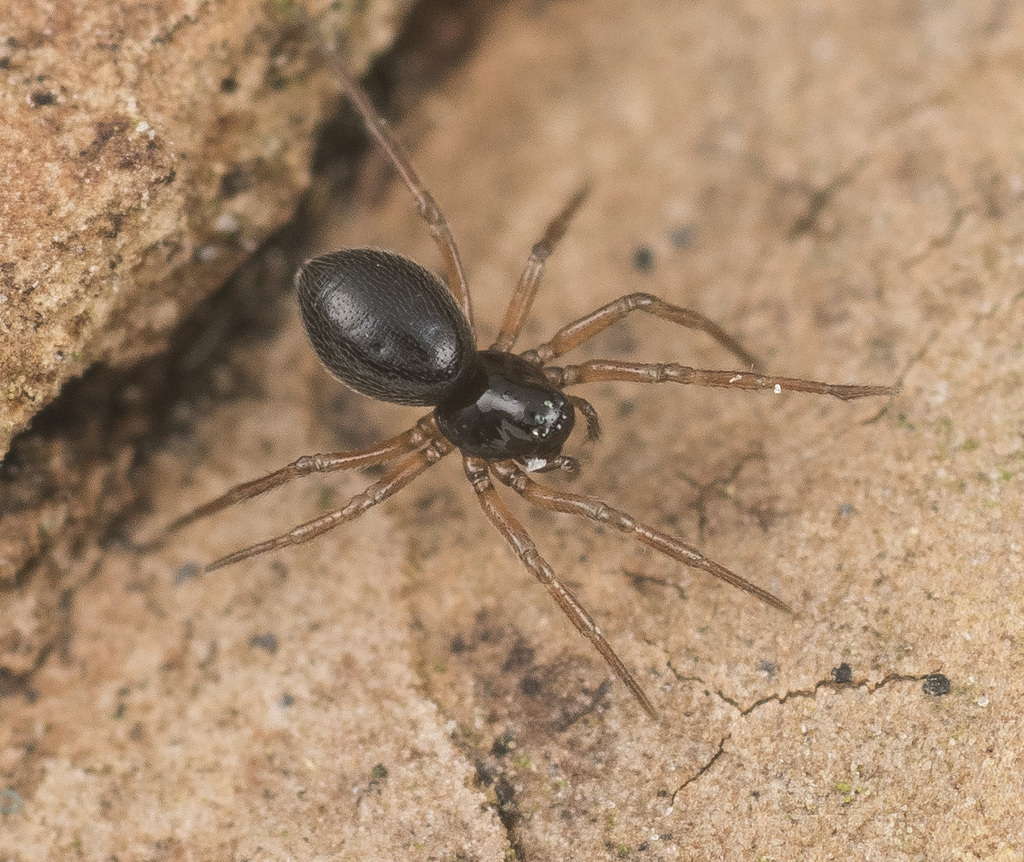 Araeoncus humilis