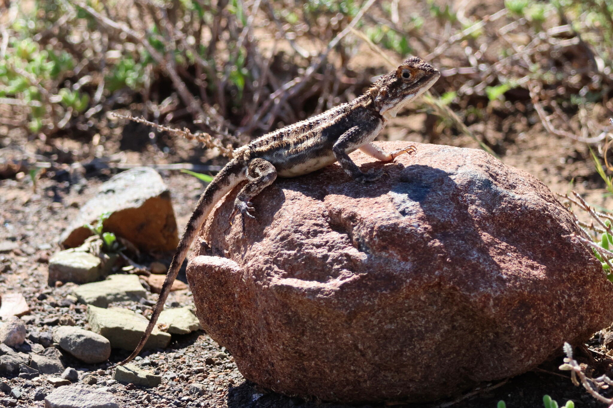Agama aculeata Merrem, 1820