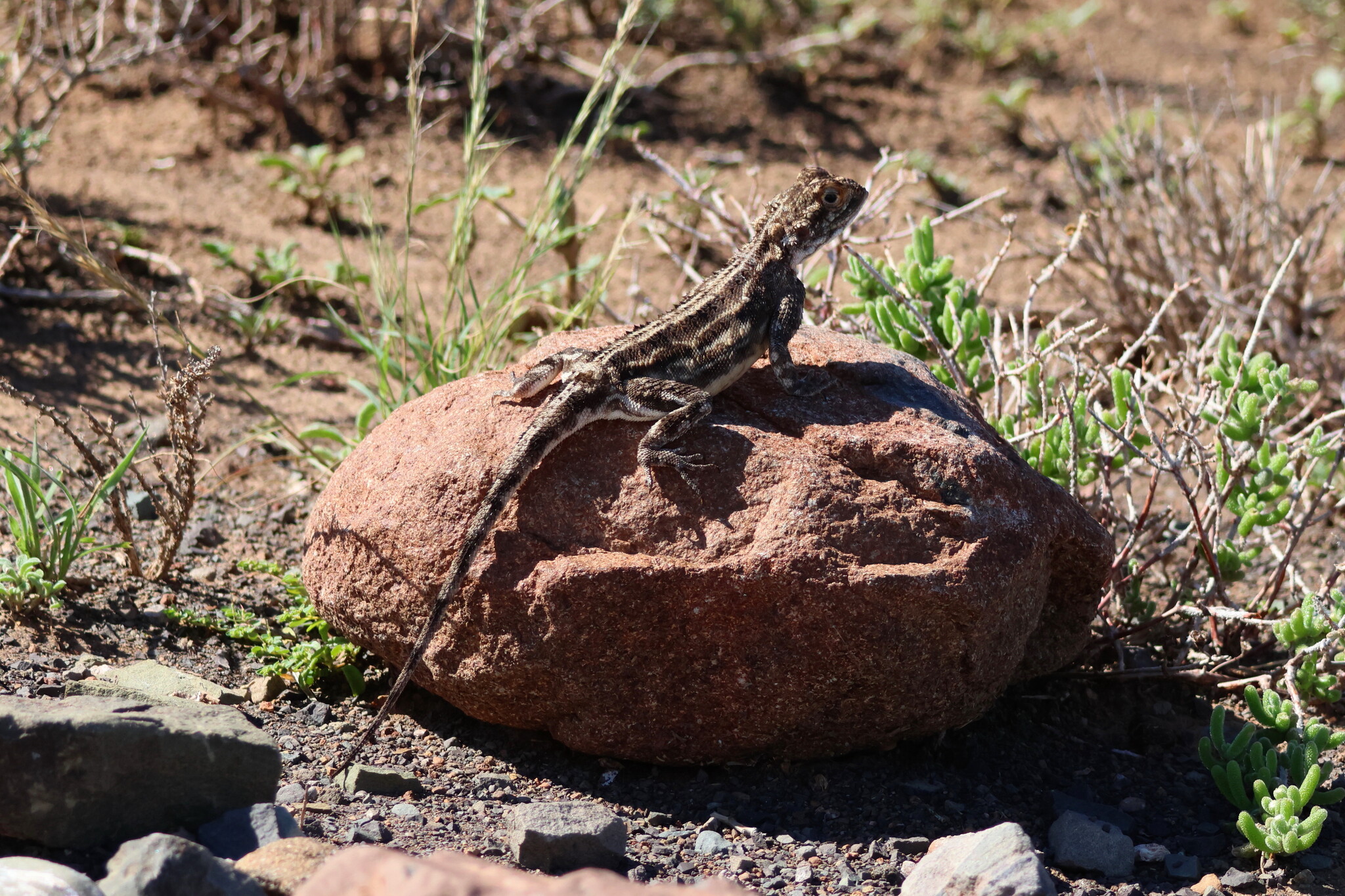 Agama aculeata Merrem, 1820