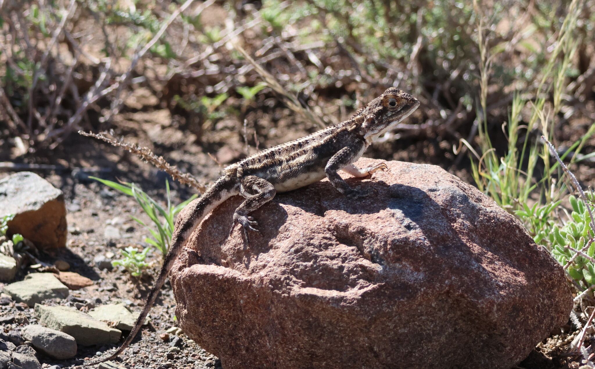 Agama aculeata Merrem, 1820