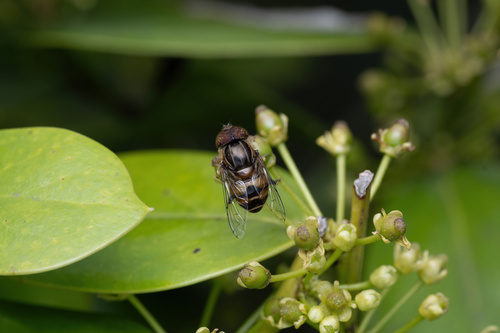 Eristalinus quinquestriatus
