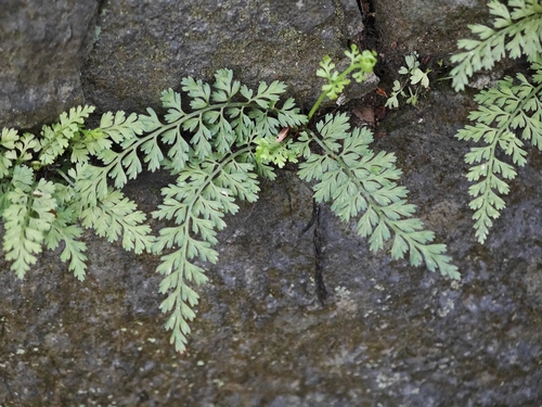 Asplenium anogrammoides (Asplenium anogrammoides)
