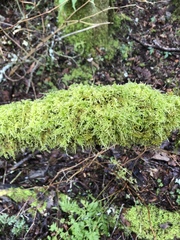 Eurhynchium