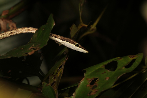 Rutherford's Vine Snake
