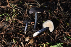 Entoloma dichroum