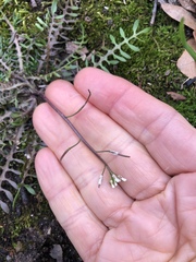 Planodes virginicum