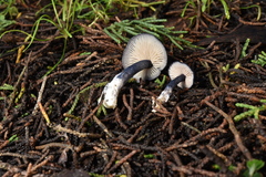 Entoloma dichroum