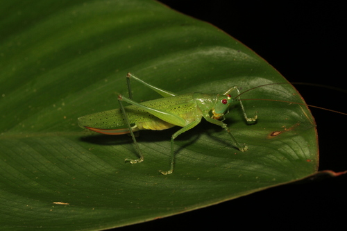 Redtenbachus viridipennis