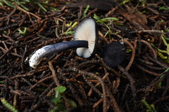 Entoloma dichroum