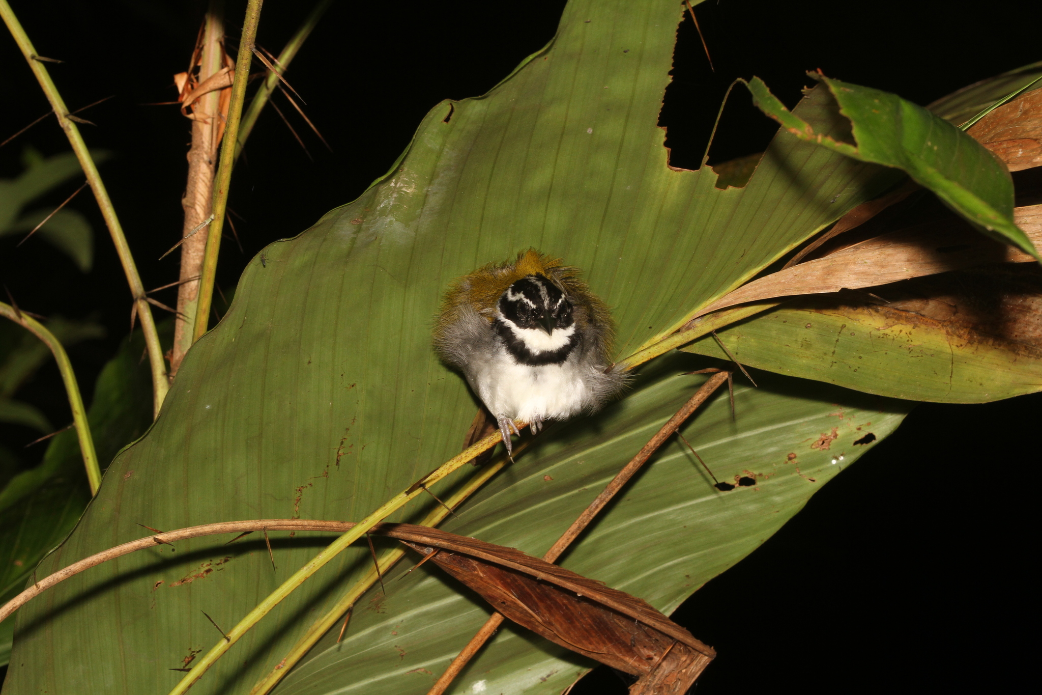 Pectoral Sparrow (Arremon taciturnus), photo 1