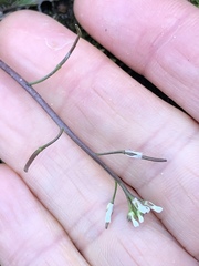 Planodes virginicum