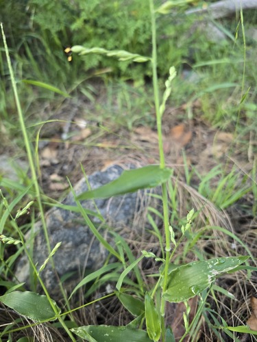 Urochloa foliosa observed 2026-03-11