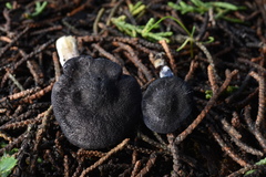 Entoloma dichroum
