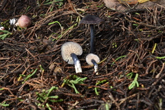 Entoloma dichroum