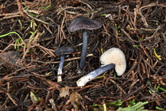 Entoloma dichroum