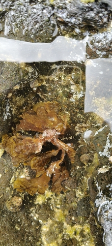 Stypopodium zonale observed 2026-04-11