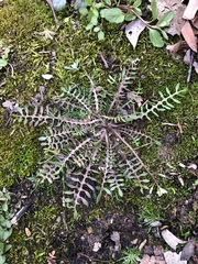 Planodes virginicum
