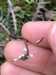 Planodes virginicum