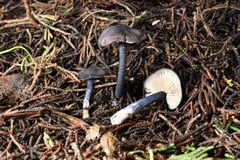 Entoloma dichroum