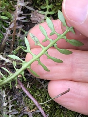 Planodes virginicum