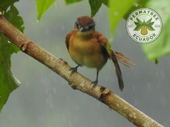 Pachyramphus castaneus