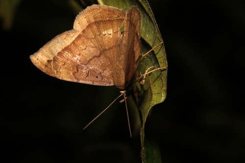 Hemeroblemma scolopacea