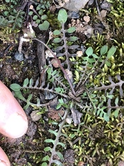 Planodes virginicum