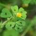 Spotted Medick - Photo (c) Cin-Ty Lee, some rights reserved (CC BY-NC), uploaded by Cin-Ty Lee