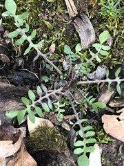 Planodes virginicum