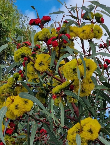 red-capped gum