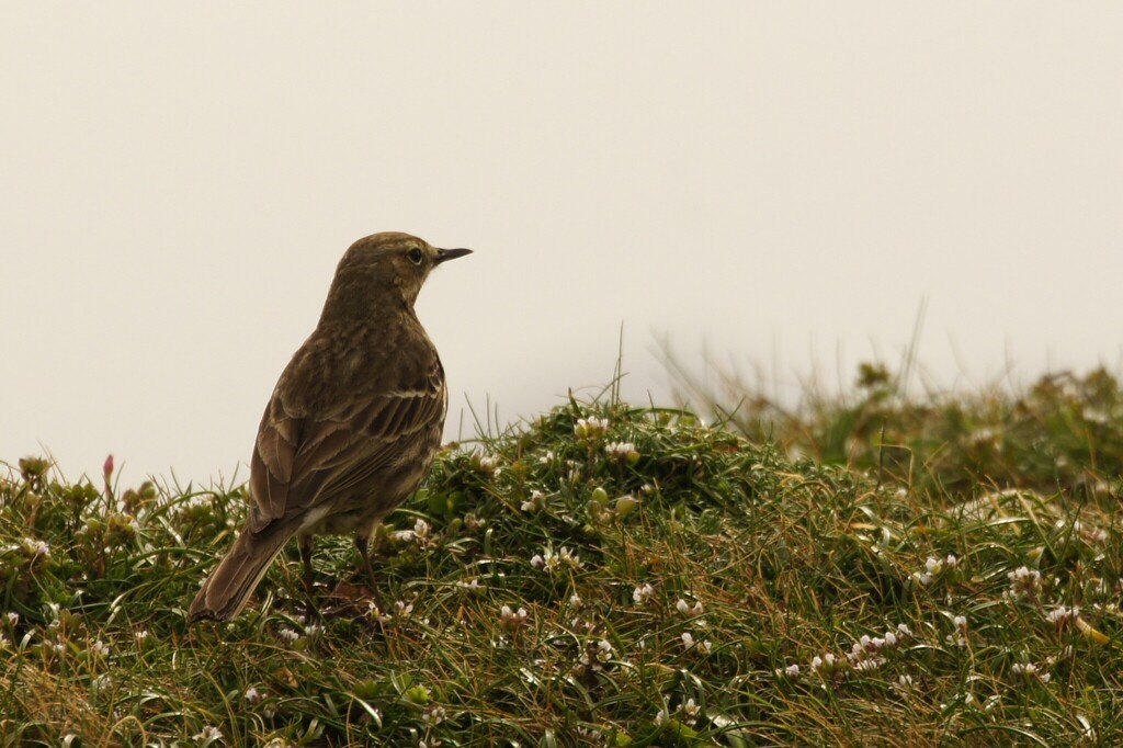 Rock Pipit (Western)